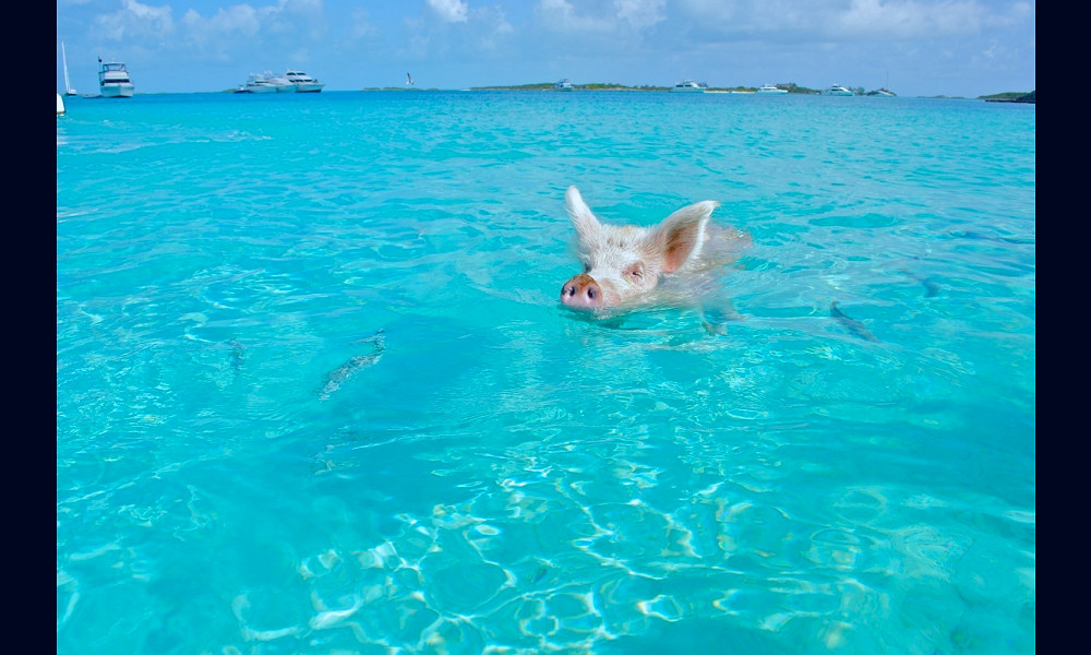 Things to Do in the Bahamas | 10 Best Things To Do
