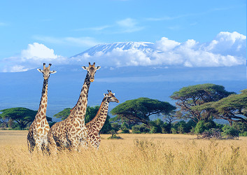 Kenya Travel Guide | CNN Travel